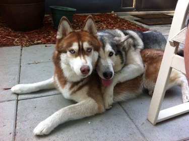 Dog lying on top of other dog.