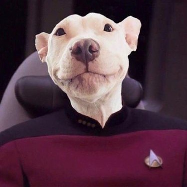 Star Trek-inspired names for male and female dogs and puppies