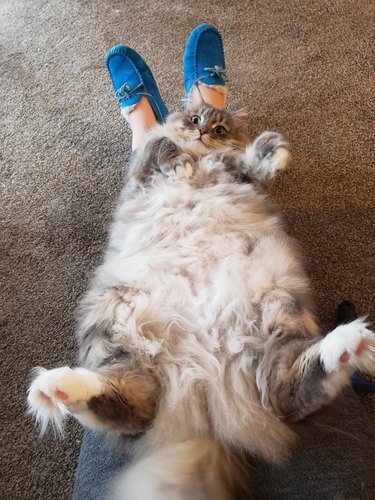 A very fluffy cat laying on her back on her person's legs