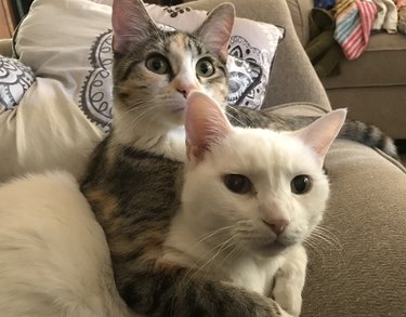Two cats cuddling on a couch