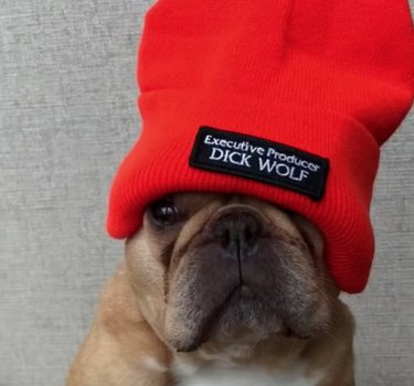 17 pets who are the living embodiment of accessory goals