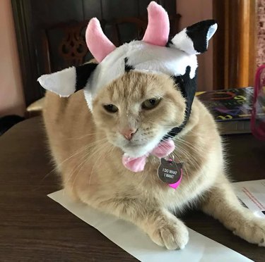 17 pets who are the living embodiment of accessory goals