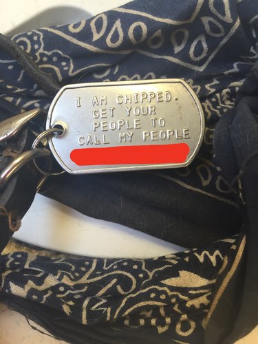 17 pets who are the living embodiment of accessory goals