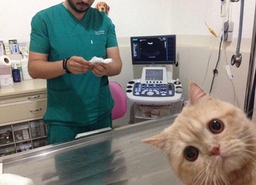 Cat looking concerned in a vet's office