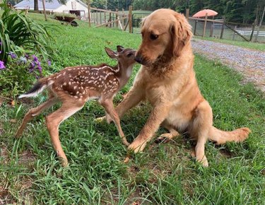 Fawn sniffing a concerned dog