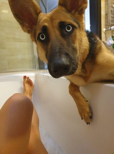 Dog looking concerned at human in bathtub