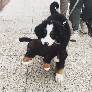Bernese puppy named Sprout carrying a toy Bernese dog in his mouth