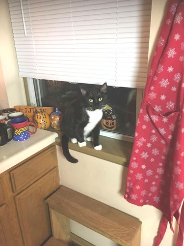 black and white cat named Castiel sitting on windowsill
