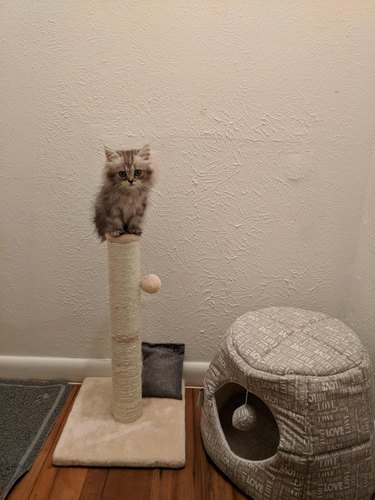 Kitten sitting on top of a scratching post