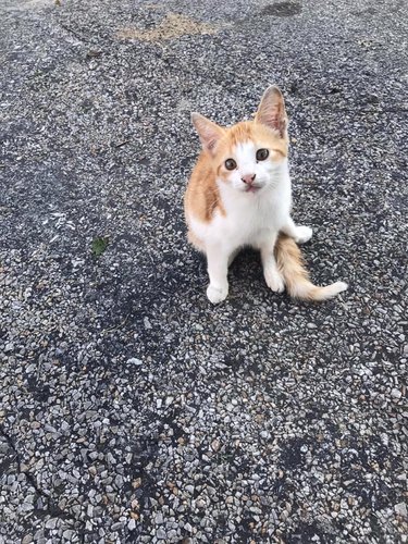 cat named Hot Dog sitting on asphalt outdoors