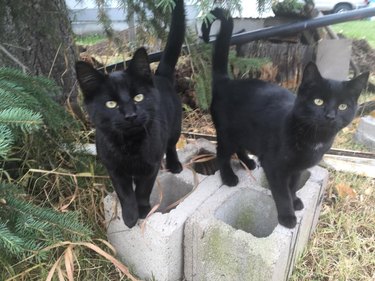 black cats named Velcro Tripwire & Oates Side-Saddle McBride standing on concrete blocks outdoors