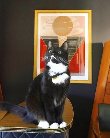 cat named Tuxedo Winnie in front of painting