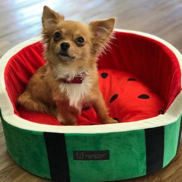 watermelon-shaped bed for small pets