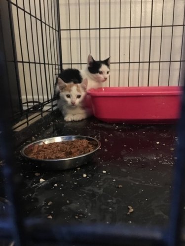 two kittens in a crate