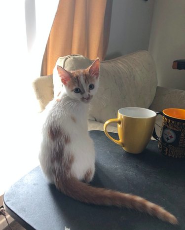 kitten sitting next to coffee cups