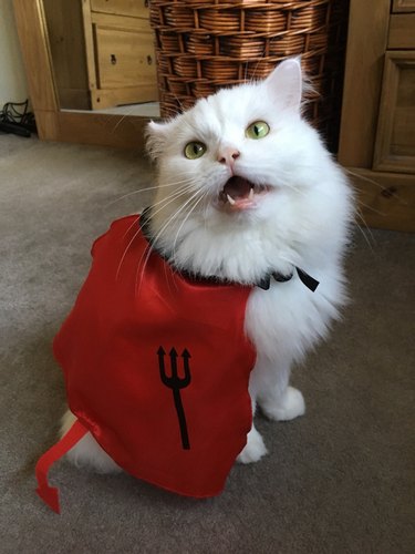 Cat wearing a devil cape costume