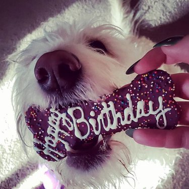 dog with a birthday bone treat