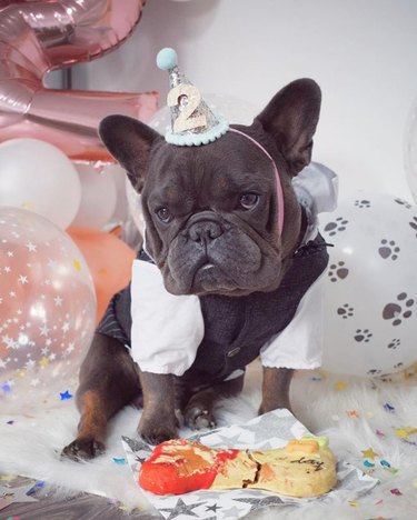 french bulldog looking annoyed with its birthday bone treat