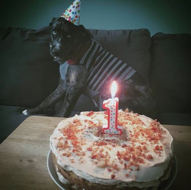 dog celebrating its first birthday
