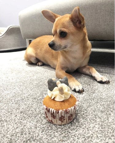 dog with a birthday cupcake