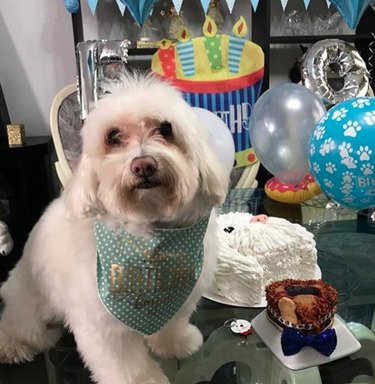 dog surrounded by cake and balloons