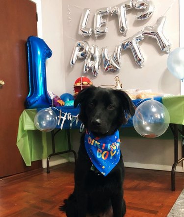 a dog celebrating its first birthday with balloons
