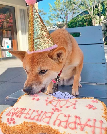dog eating a bone shaped cake