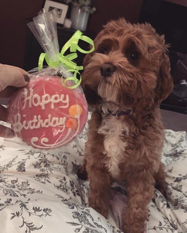 a cockapoo with a birthday cookie treat