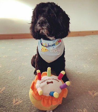 dog with fake birthday cake