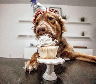 a dog eating a cupcake
