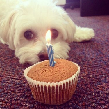 a dog with a cupcake and lit candle