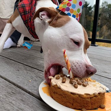 a dog eating kibble cake