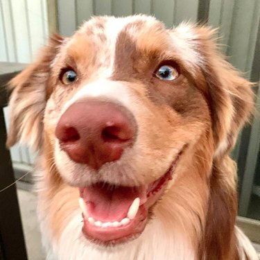 close up of smiling dog