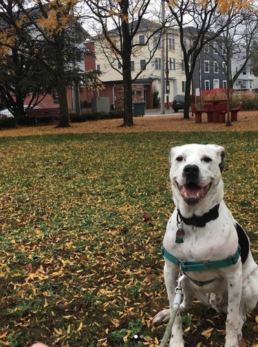 smiling dog during fall