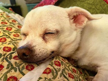 smiling, sleepy chihuahua