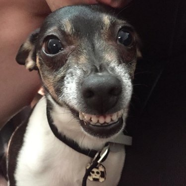dog showing all of its front teeth
