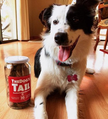 smiling dog near treats