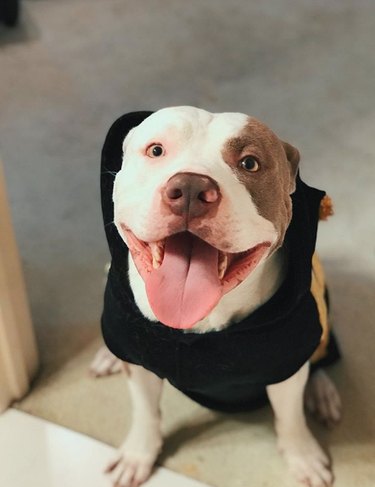 smiling pitbull with teeth showing