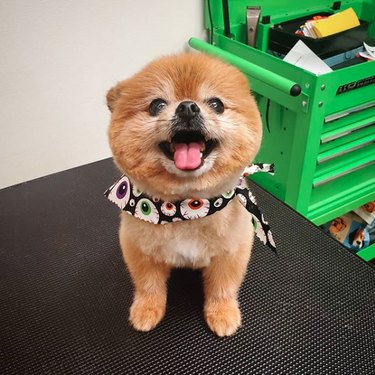 smiling pomeranian with scarf