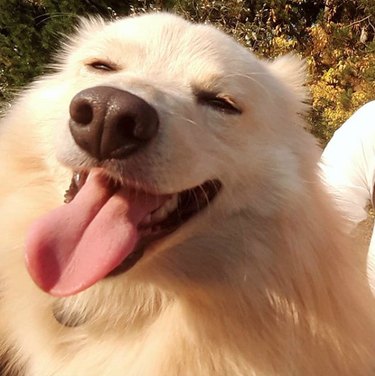 smiling dog in the sunshine