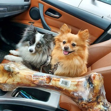 two dogs with a dinosaur bone