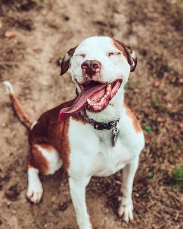 smiling dog with eyes closed