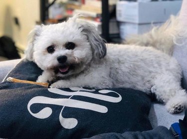a maltipoo with a smile