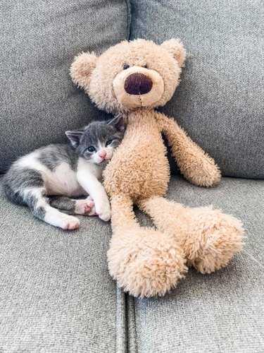 cat named Mr. Tiny Pants
