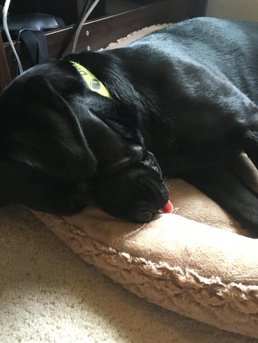 Sleeping dog with its tongue sticking out.