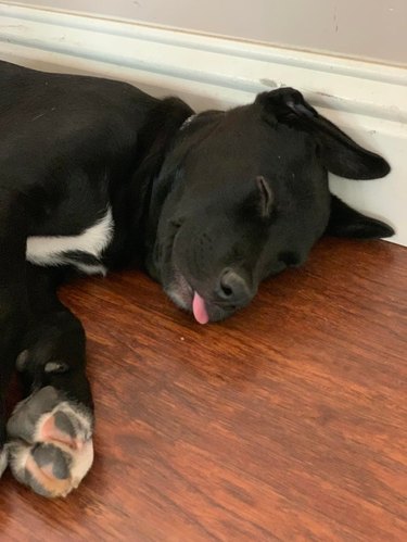 Sleeping puppy with its tongue sticking out.