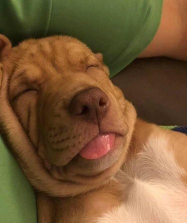 Sleeping puppy with its tongue sticking out.