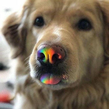 Dog with its tongue sticking out and a rainbow reflected on its snout.