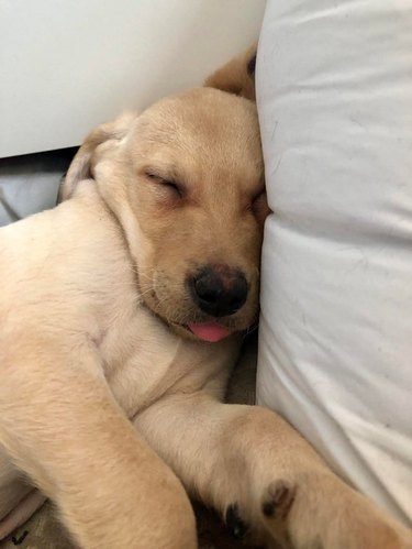 Puppy with its tongue sticking out.