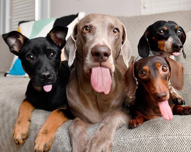Four dogs sticking out their tongues.